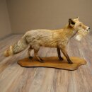Vos, rode vos met prooi in de bek; opgezette dier; trofee; hoogte 57 cm