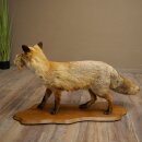 Vos, rode vos met prooi in de bek; opgezette dier; trofee; hoogte 57 cm