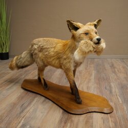 Vos, rode vos met prooi in de bek; opgezette dier; trofee; hoogte 57 cm