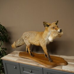 Vos, rode vos met prooi in de bek; opgezette dier; trofee; hoogte 57 cm