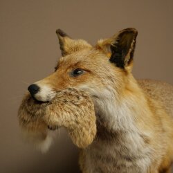 Vos, rode vos met prooi in de bek; opgezette dier; trofee; hoogte 57 cm
