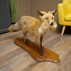 Vos, rode vos met prooi in de bek; opgezette dier; trofee; hoogte 57 cm