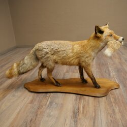 Vos, rode vos met prooi in de bek; opgezette dier; trofee; hoogte 57 cm