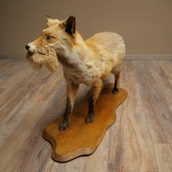 Vos, rode vos met prooi in de bek; opgezette dier; trofee; hoogte 57 cm