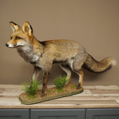 Fuchs Rotfuchs Kohlfuchs stehend Breite 95 cm Präparat Tierpräparat Tiertrophäe