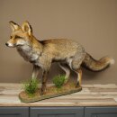 Fuchs Rotfuchs Kohlfuchs stehend Breite 95 cm...