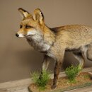 Fuchs Rotfuchs Kohlfuchs stehend Breite 95 cm Präparat Tierpräparat Tiertrophäe