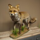 Fuchs Rotfuchs Kohlfuchs stehend Breite 95 cm Präparat Tierpräparat Tiertrophäe