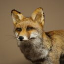 Fuchs Rotfuchs Kohlfuchs stehend Breite 95 cm Präparat Tierpräparat Tiertrophäe