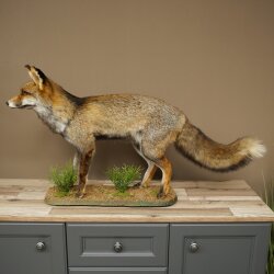 Fuchs Rotfuchs Kohlfuchs stehend Breite 95 cm Präparat Tierpräparat Tiertrophäe