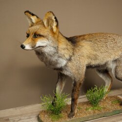 Fuchs Rotfuchs Kohlfuchs stehend Breite 95 cm Präparat Tierpräparat Tiertrophäe