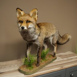 Fuchs Rotfuchs Kohlfuchs stehend Breite 95 cm Präparat Tierpräparat Tiertrophäe