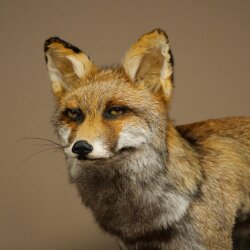 Fuchs Rotfuchs Kohlfuchs stehend Breite 95 cm Präparat Tierpräparat Tiertrophäe