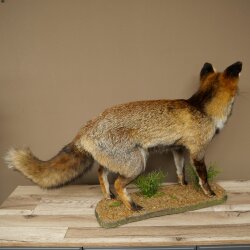 Fuchs Rotfuchs Kohlfuchs stehend Breite 95 cm Präparat Tierpräparat Tiertrophäe
