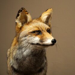 Fuchs Rotfuchs Kohlfuchs stehend Breite 95 cm Präparat Tierpräparat Tiertrophäe