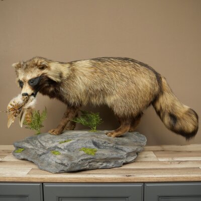 Preparado completo de un perro martilla en posición erguida. Ancho: 88 cm, sobre un pedestal decorativo con aspecto de piedra.