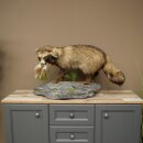 Preparado completo de un perro martilla en posición erguida. Ancho: 88 cm, sobre un pedestal decorativo con aspecto de piedra.
