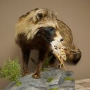 Preparado completo de un perro martilla en posición erguida. Ancho: 88 cm, sobre un pedestal decorativo con aspecto de piedra.