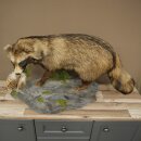 Preparado completo de un perro martilla en posición erguida. Ancho: 88 cm, sobre un pedestal decorativo con aspecto de piedra.