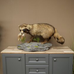 Preparado completo de un perro martilla en posición erguida. Ancho: 88 cm, sobre un pedestal decorativo con aspecto de piedra.