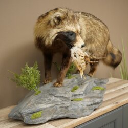 Preparado completo de un perro martilla en posición erguida. Ancho: 88 cm, sobre un pedestal decorativo con aspecto de piedra.