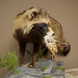 Preparado completo de un perro martilla en posición erguida. Ancho: 88 cm, sobre un pedestal decorativo con aspecto de piedra.