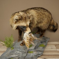 Preparado completo de un perro martilla en posición erguida. Ancho: 88 cm, sobre un pedestal decorativo con aspecto de piedra.
