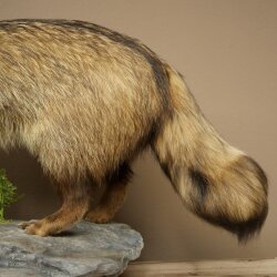 Preparado completo de un perro martilla en posición erguida. Ancho: 88 cm, sobre un pedestal decorativo con aspecto de piedra.