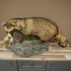 Preparado completo de un perro martilla en posición erguida. Ancho: 88 cm, sobre un pedestal decorativo con aspecto de piedra.