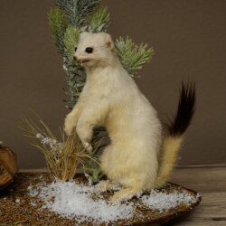 Ermellino, donnola: 2 esemplari di ermellino con pelliccia estiva/invernale, imbalsamati, esemplari imbalsamati