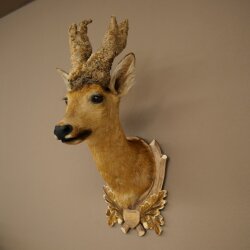 Perückenbock Rehbock Kopf Kopfpräparat Schulter Präparat Geweih Bock Reh H 61 cm auf Trophäenschild