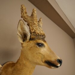 Perückenbock Rehbock Kopf Kopfpräparat Schulter Präparat Geweih Bock Reh H 61 cm auf Trophäenschild