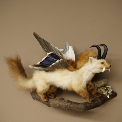 Wolpertinger: creatura mitologica, martora con tubo a forma di camoscio, ali d’anatra, acconciatura punk, Wolpi, esemplare imbalsamato, altezza 40 cm