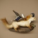 Wolpertinger: creatura mitologica, martora con tubo a forma di camoscio, ali d’anatra, acconciatura punk, Wolpi, esemplare imbalsamato, altezza 40 cm