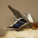 Wolpertinger: creatura mitologica, martora con tubo a forma di camoscio, ali d’anatra, acconciatura punk, Wolpi, esemplare imbalsamato, altezza 40 cm