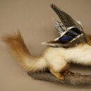 Wolpertinger: creatura mitologica, martora con tubo a forma di camoscio, ali d’anatra, acconciatura punk, Wolpi, esemplare imbalsamato, altezza 40 cm