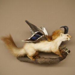 Wolpertinger: creatura mitologica, martora con tubo a forma di camoscio, ali d’anatra, acconciatura punk, Wolpi, esemplare imbalsamato, altezza 40 cm