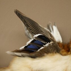 Wolpertinger: creatura mitologica, martora con tubo a forma di camoscio, ali d’anatra, acconciatura punk, Wolpi, esemplare imbalsamato, altezza 40 cm