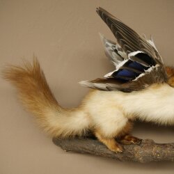 Wolpertinger: creatura mitologica, martora con tubo a forma di camoscio, ali d’anatra, acconciatura punk, Wolpi, esemplare imbalsamato, altezza 40 cm