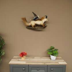Wolpertinger: creatura mitologica, martora con tubo a forma di camoscio, ali d’anatra, acconciatura punk, Wolpi, esemplare imbalsamato, altezza 40 cm