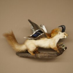 Wolpertinger: creatura mitologica, martora con tubo a forma di camoscio, ali d’anatra, acconciatura punk, Wolpi, esemplare imbalsamato, altezza 40 cm