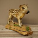 Whole Taxidermy Specimen of a Young Pig, 31 cm Tall,...