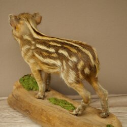 Préparation complète de marcassin, hauteur 31 cm, debout, cochon, sanglier, préparation décorative 34.2.44