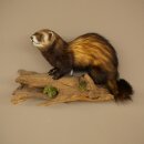 Animaux empaillés : putois, hauteur 27 cm, sur une branche, référence 89.4.84