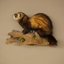 Animaux empaillés : putois, hauteur 27 cm, sur une branche, référence 89.4.84