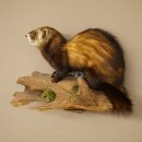 Animaux empaillés : putois, hauteur 27 cm, sur une branche, référence 89.4.84