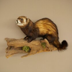 Animaux empaillés : putois, hauteur 27 cm, sur une branche, référence 89.4.84