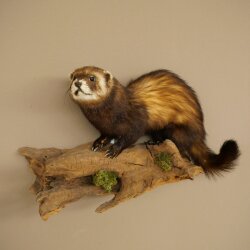 Animaux empaillés : putois, hauteur 27 cm, sur une branche, référence 89.4.84