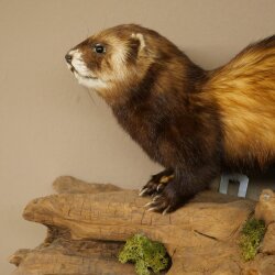 Animaux empaillés : putois, hauteur 27 cm, sur une branche, référence 89.4.84