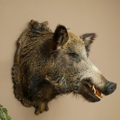 Wildschwein Europäischer Keiler Keilerkopf Höhe 67 cm Haupt Kopf Tierpräparat Präparat Trophäe 34.1.80